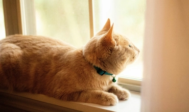 Antiparassitari per gatti