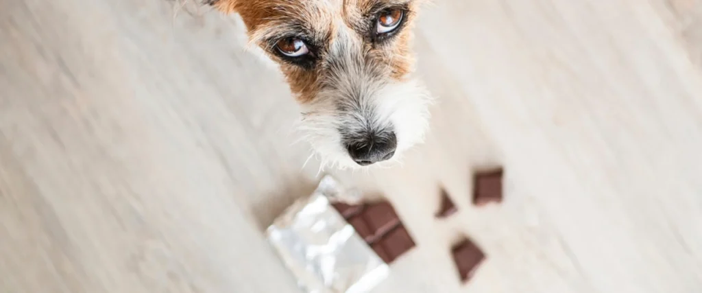 Lista di cibi tossici per i cani da evitare