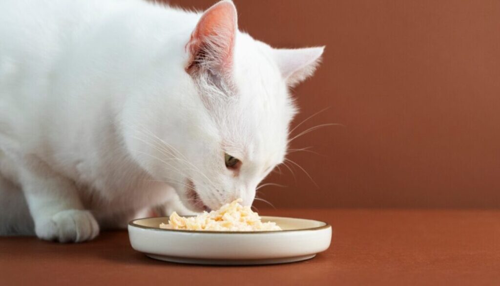 Cibo preferito dai gatti