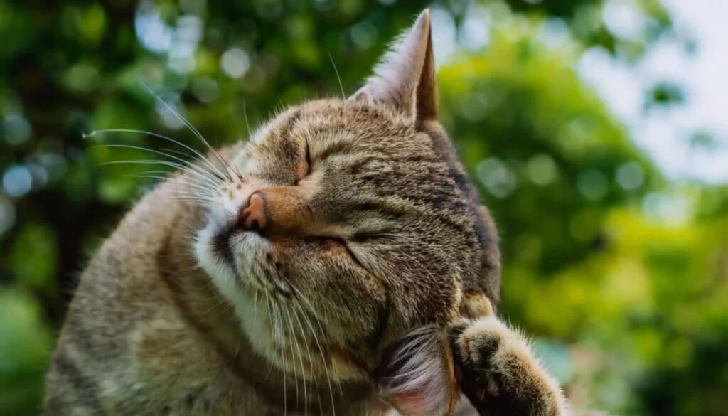 Collare antipulci gatto: quando metterlo?
