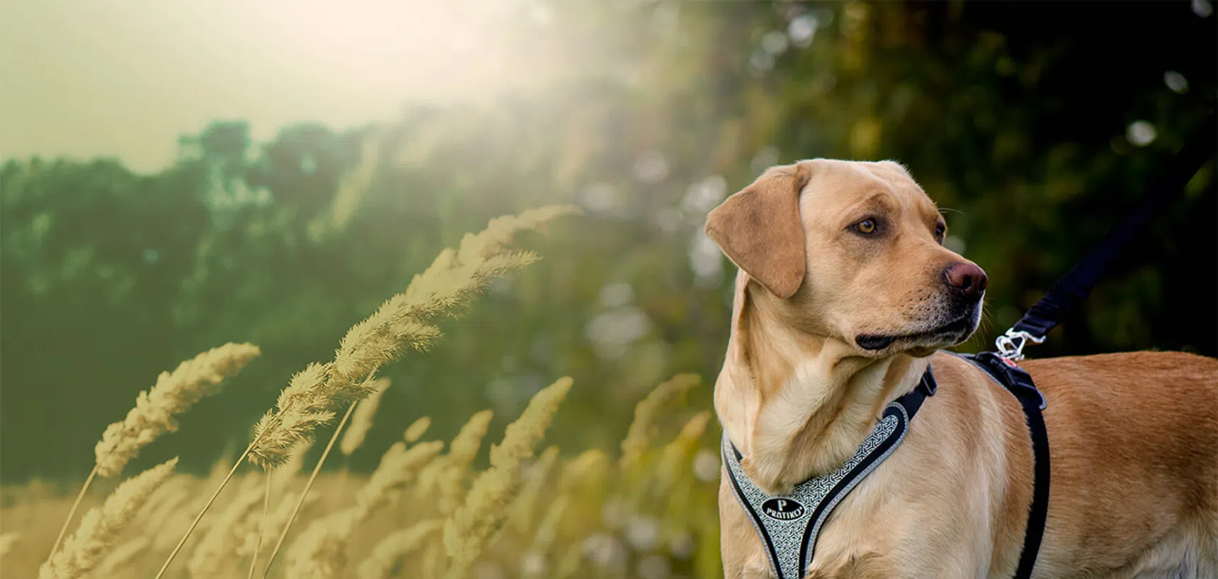Pettorine Pratiko Pet per cane