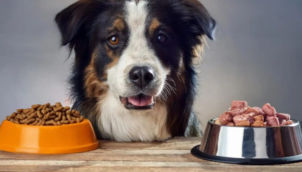 Proporzione cibo secco e umico cane