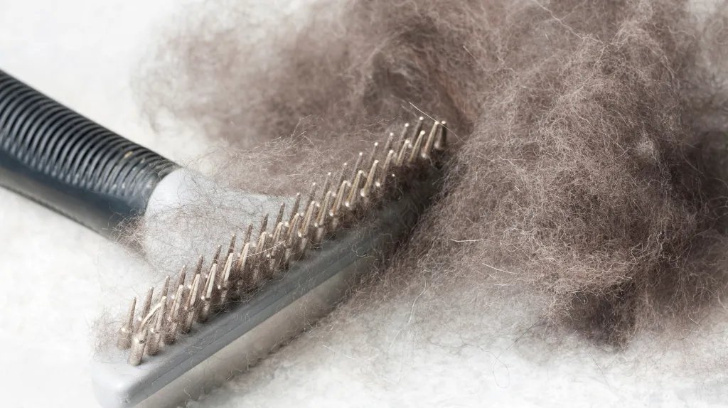Rimedi per la perdita del pelo del cane eccessiva