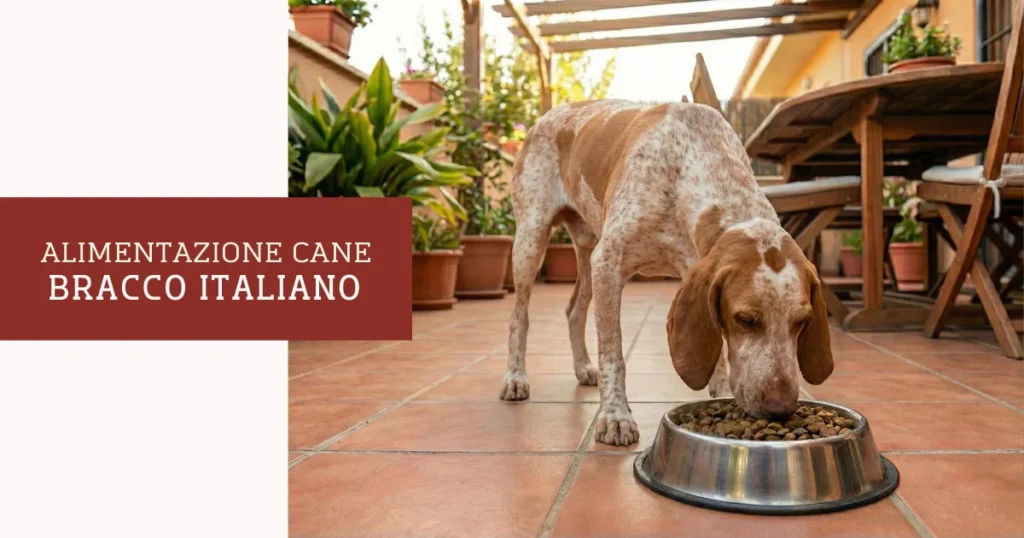 alimentazione bracco italiano