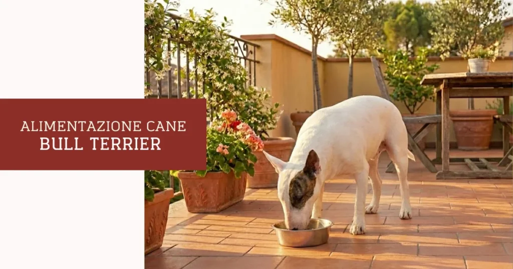 alimentazione bull terrier