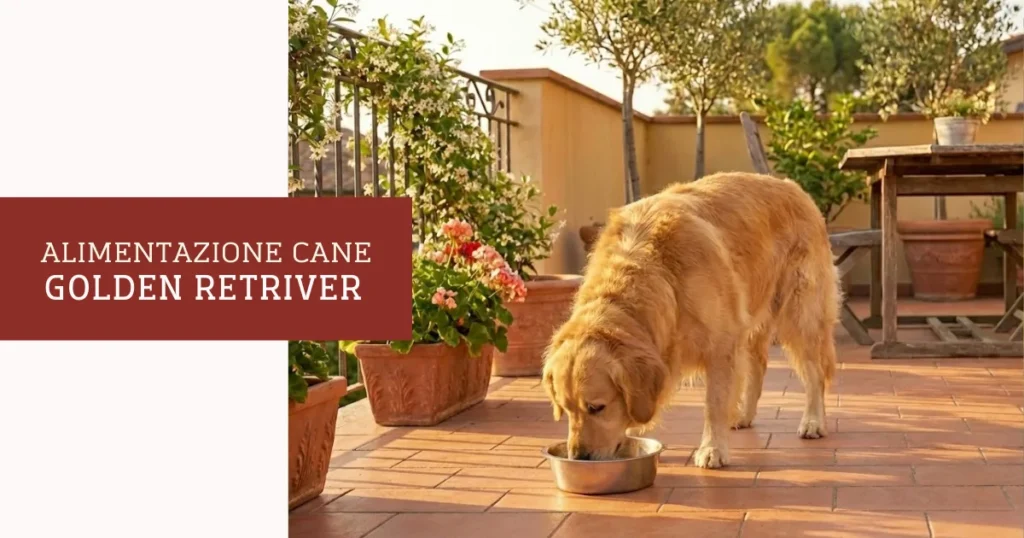 alimentazione golden retriver
