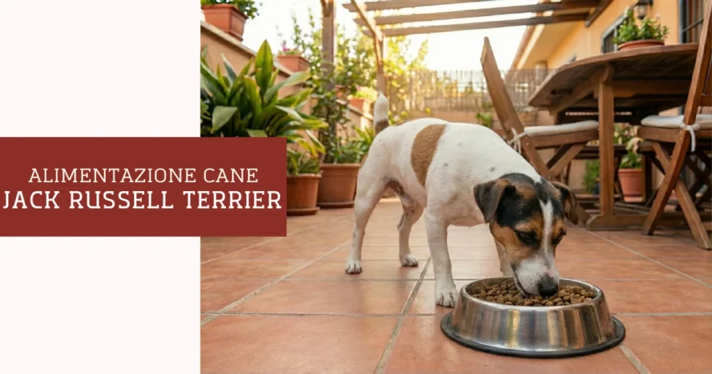 alimentazione jack russell terrier