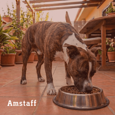 amstaff