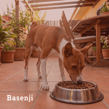 basenji