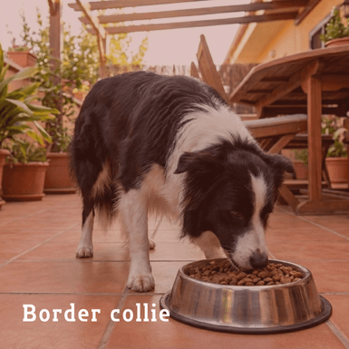 border collie