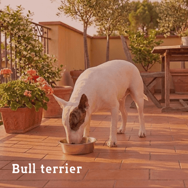 bull terrier