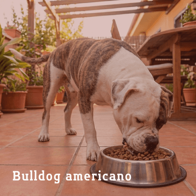bulldog americano