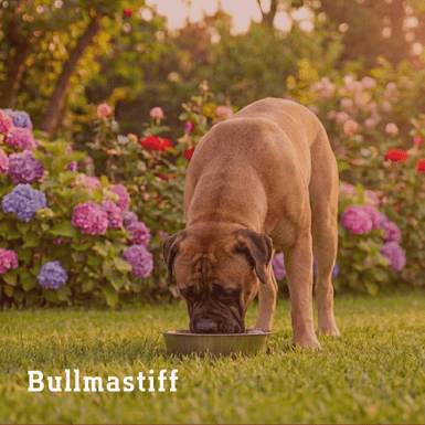 bullmastiff