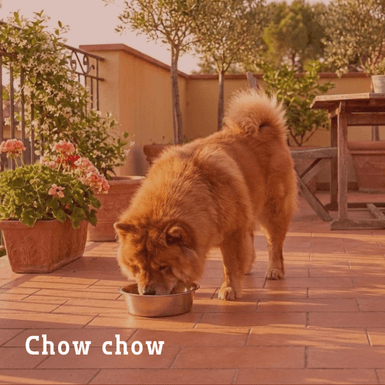 chow chow