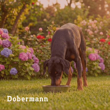 dobermann