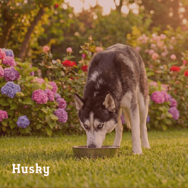 husky