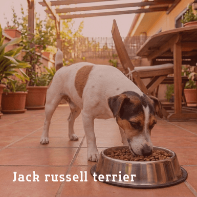 jack russell terrier