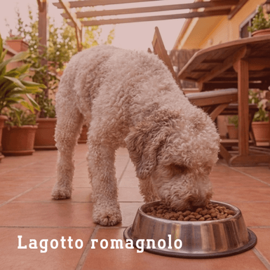 lagotto romagnolo