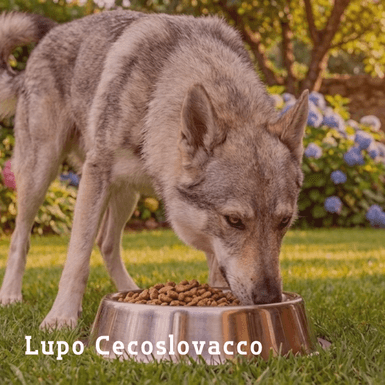 lupo cecoslovacco