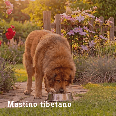 mastino tibetano