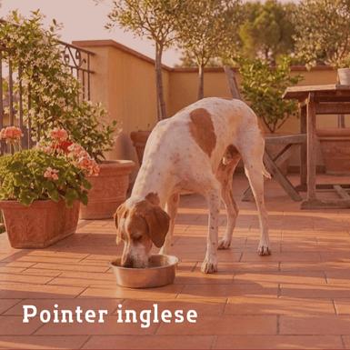 pointer inglese