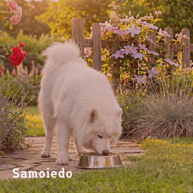 samoiedo