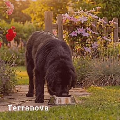 terranova