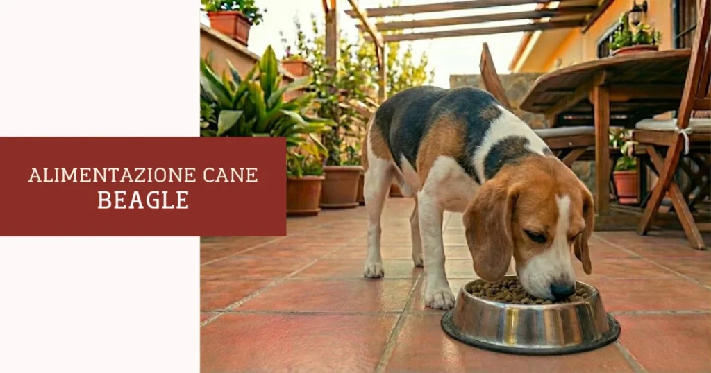 Alimentazione Beagle