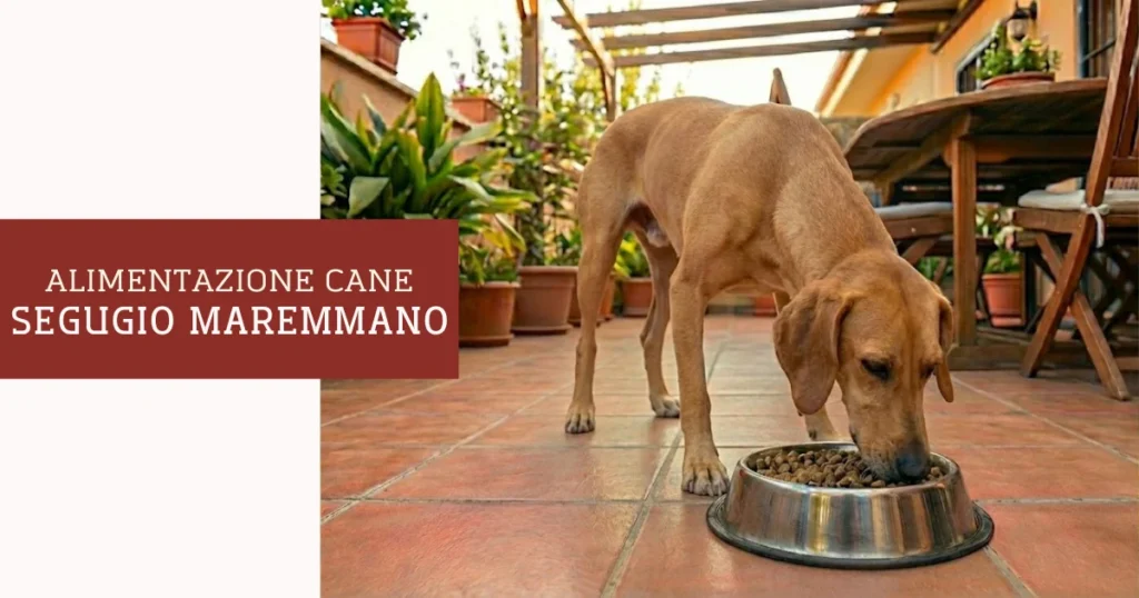 Alimentazione Segugio maremmano